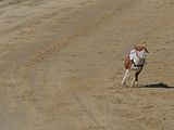 Golden Rabbit European Sandtrack-Derby Th. Ernst (184)